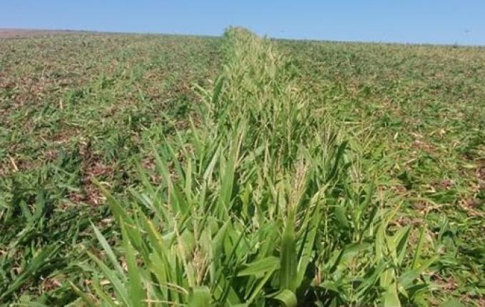 Agricultor usa milho para preservar água no solo