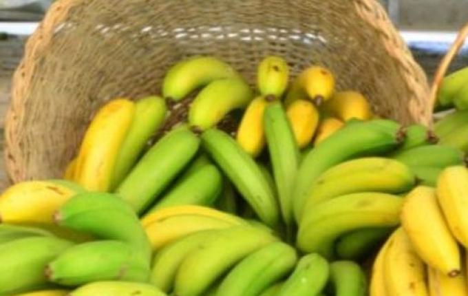 Importação de banana do Equador gera preocupação para produção catarinense