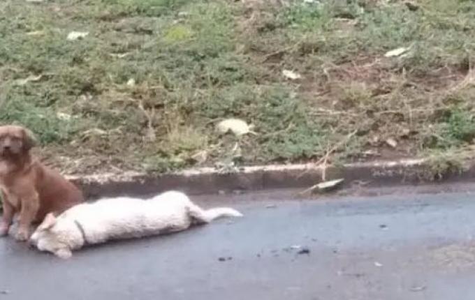Cão fica ao lado do amigo que morreu atropelado e cena viraliza