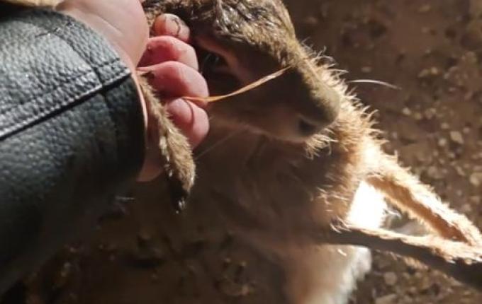 Identificado homem que praticou maus-tratos contra lebre, em Caibi