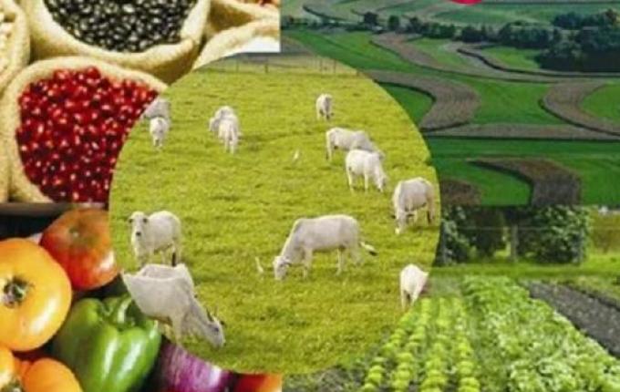 Conselho de Agricultura realiza reunião para elaborar plano de trabalhos para 2022