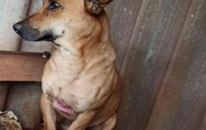 Grupo resgata cães vítimas de maus-tratos em São Lourenço do Oeste