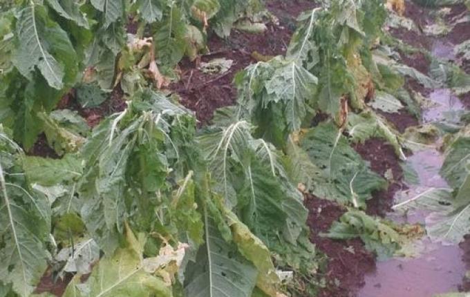 Agricultor relata prejuízo superior a R$ 100 mil com temporal no interior de Itapiranga