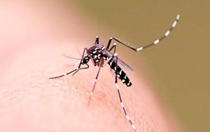 Regional de São Miguel do Oeste registra mais de mil casos de dengue em 2025