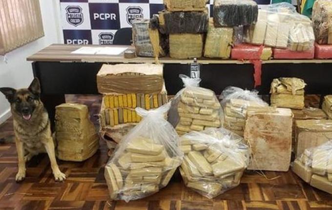 Operação policial apreende mais de 560 quilos de maconha