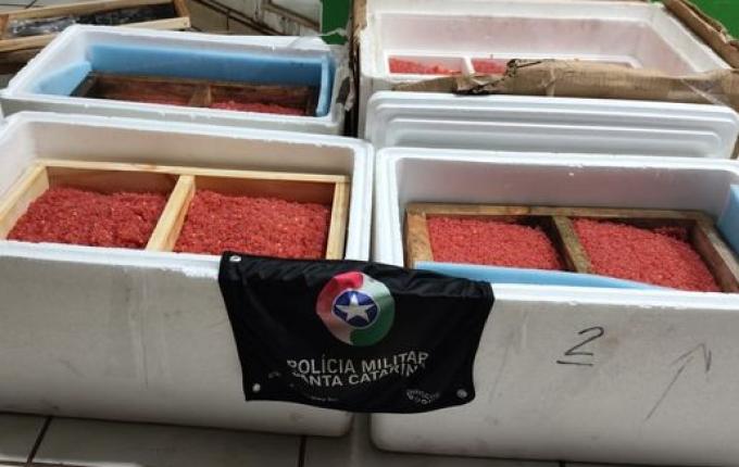 PM apreende carga de ova de salmão contrabandeada entre Campo Erê e Palma Sola