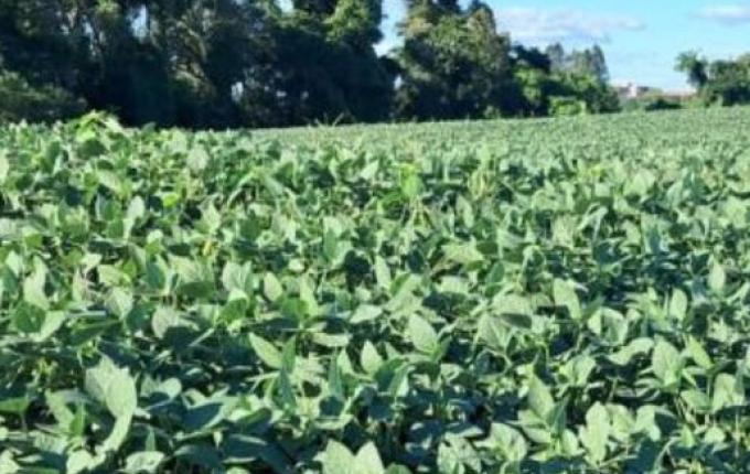 Chuva alivia estiagem no Extremo Oeste, mas prejuízos nas lavouras ainda preocupam produtores