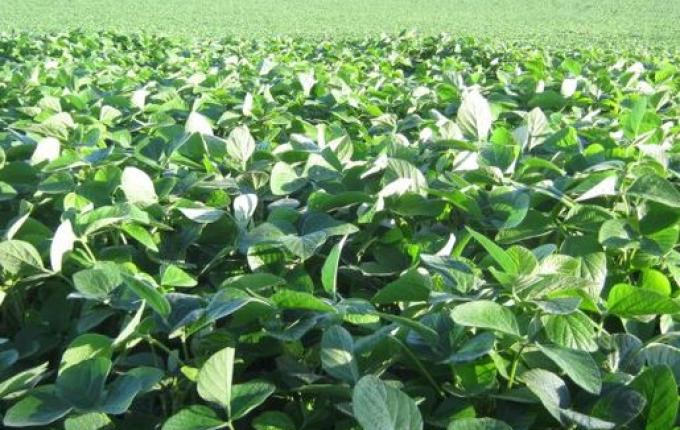 Santa Catarina regulamenta plantio excepcional de soja; Cidasc fará análise de pedidos