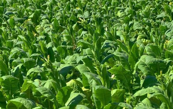 Preço do fumo não deve ter ganho real para os produtores