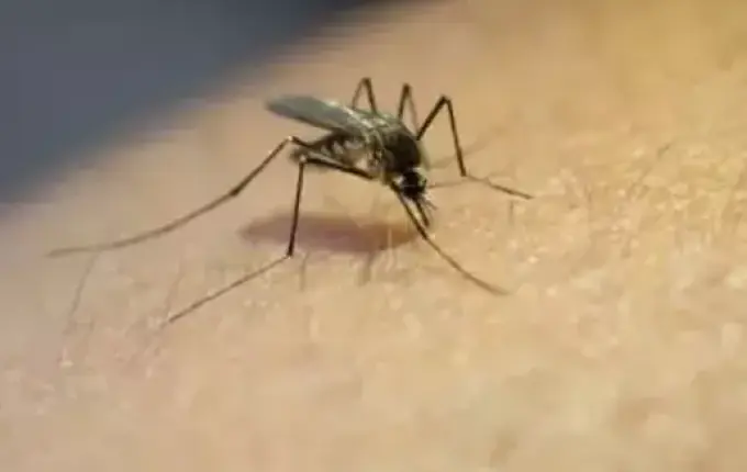 SC vai reforçar combate à dengue após repasse de R$ 1 milhão do Ministério da Saúde