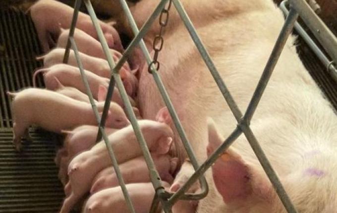 Matriz suína é utilizada há 12 anos e já produziu mais de 300 leitões