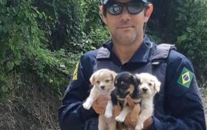 Filhotes de cachorro abandonados as margens da BR-282 são resgatados pela PRF