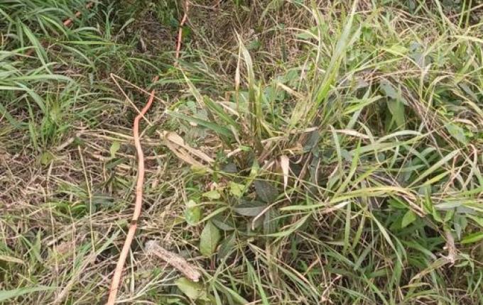 Jovem é resgatado após saída de pista na BR-163 em São José do Cedro