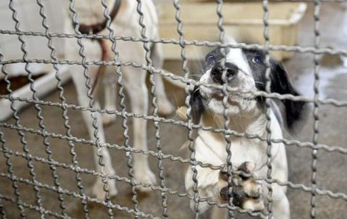 Adoção de animais domésticos é opção em meio ao isolamento social