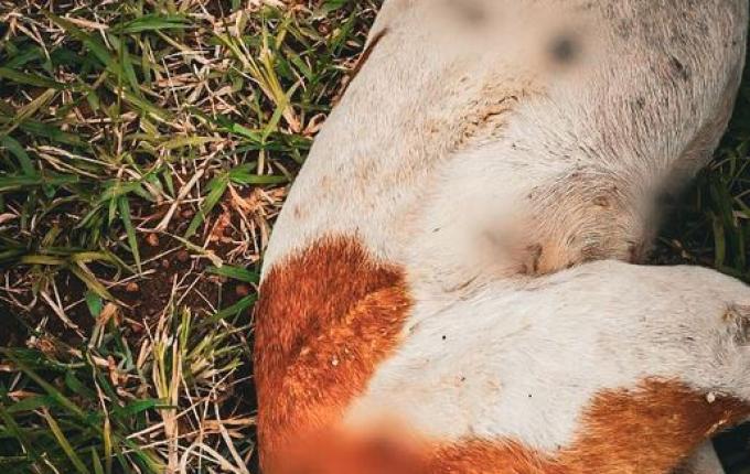 Câmeras flagram possível onça no interior de São Miguel do Oeste