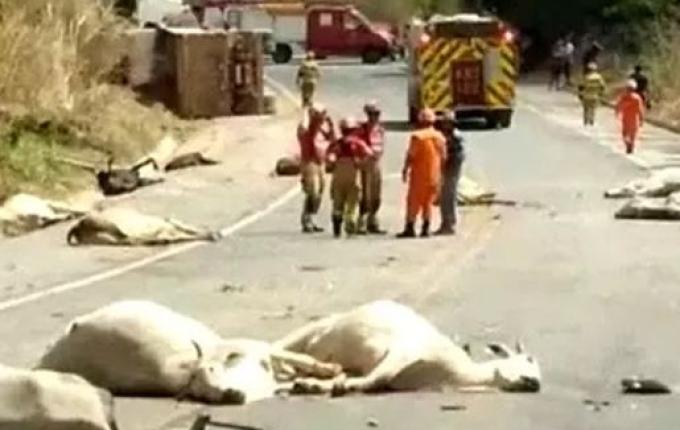Carreta atropela boiada, mata 21 animais e capota em rodovia no DF