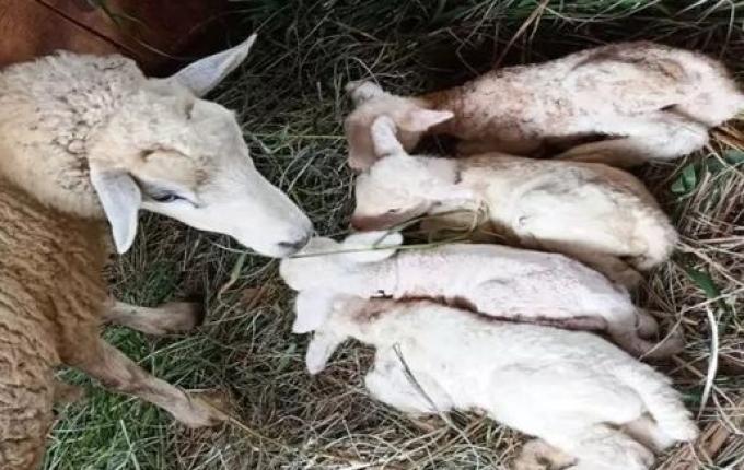 Em caso raro, ovelha dá cria a quatro filhotes em propriedade paranaense