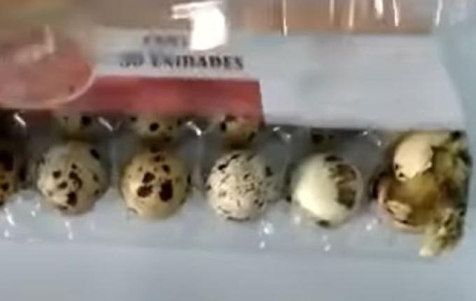 Codornas nascem dentro de embalagem em prateleira de mercado