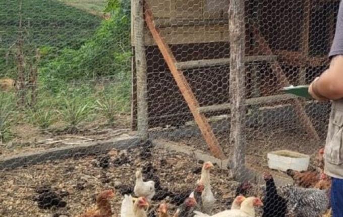 Em meio à alerta, SC investiga terceiro caso suspeito de gripe aviária