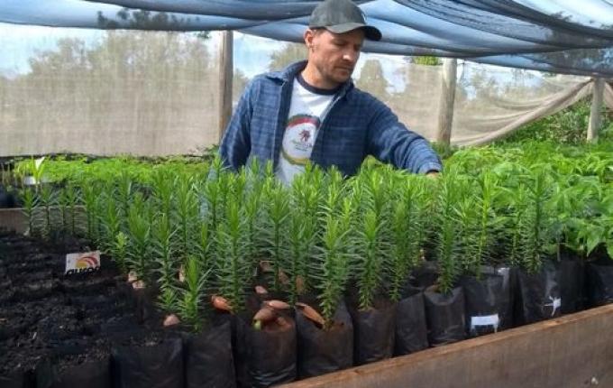 Viveiro de Guaraciaba recebe encomenda de mil e duzentas mudas de plantas