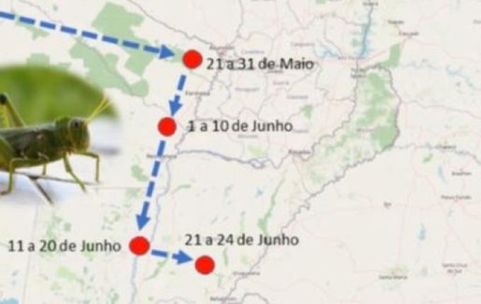 Governo do Estado monitora nuvem de gafanhotos na Argentina