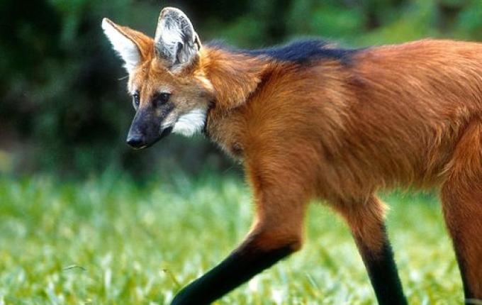 OFICIAL: Nota de R$ 200 entra em circulação nesta quarta-feira