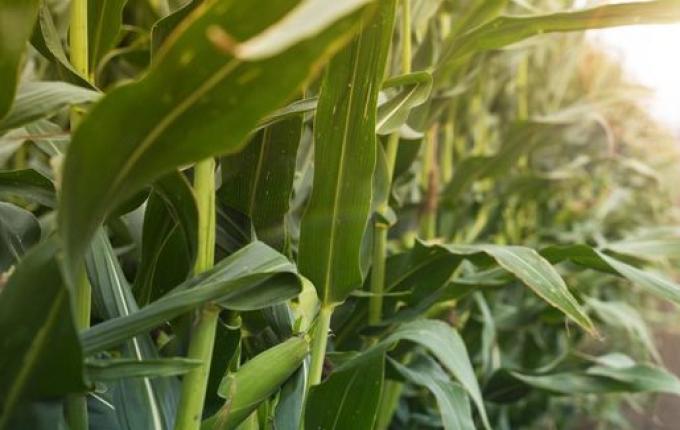 Secretaria de Agricultura de Descanso intensifica ações de manejo pós-colheita
