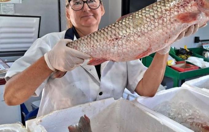 Feira do Peixe acontece nesta quarta e quinta-feira em SMO