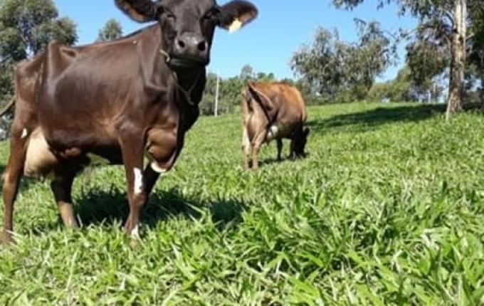 Setor leiteiro da região possui ótimas perspectivas para 2023