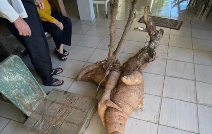 Pé de mandioca gigante de 112 kg levou 4 horas para ser colhido em SC