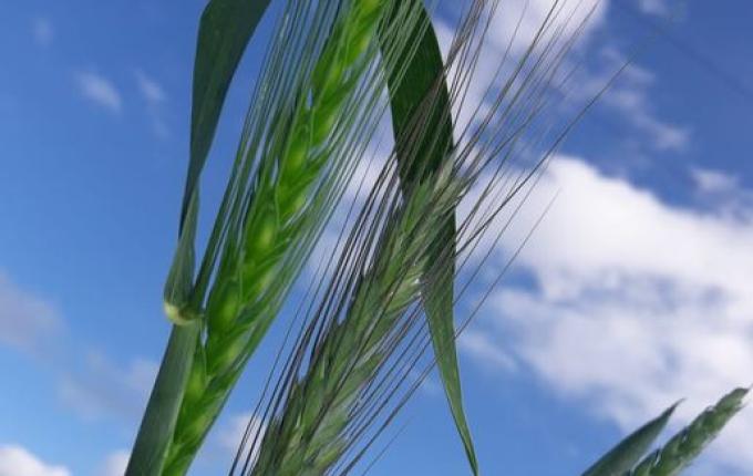 Campo Erê tem uma das duas únicas áreas experimentais da Embrapa em Santa Catarina