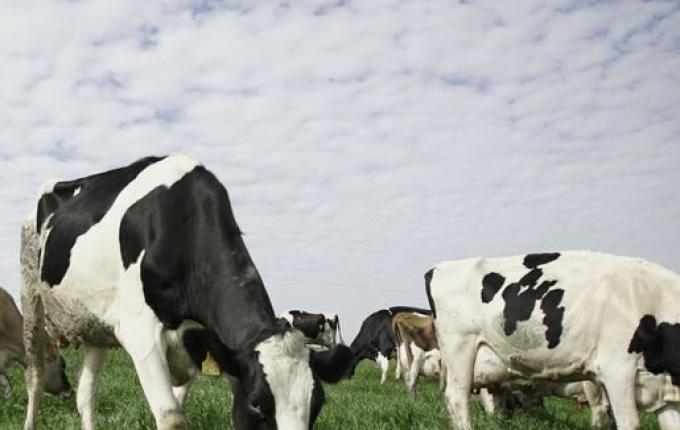 Kit Forrageira já beneficia mais de 1,5 mil produtores em SC