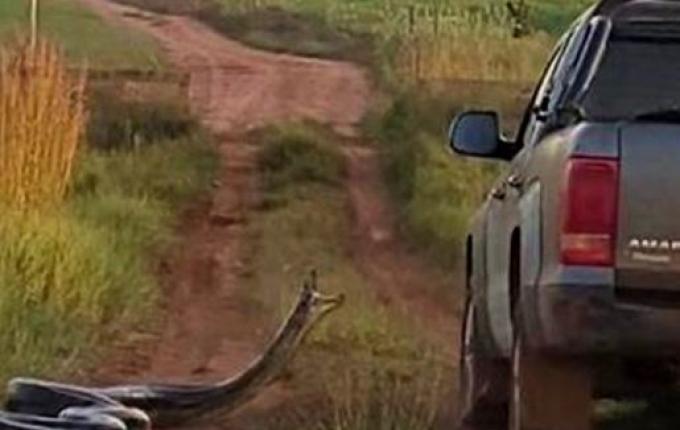 VÍDEO: Cobra de 7 metros tenta 'dar o bote' em caminhonete no MS