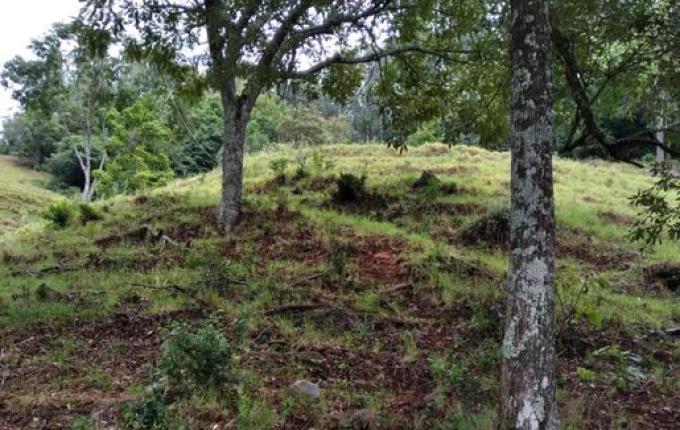 Fio de alta tensão cai e mata vaca em São José do Cedro