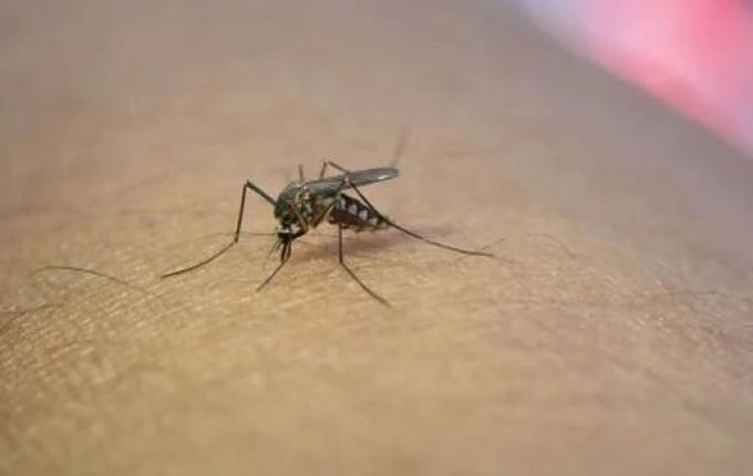 São Miguel do Oeste registra queda de 33% nos casos de dengue em 2025, mas segue em epidemia