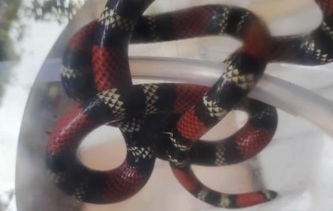 Biólogo orienta para cuidados com animais peçonhentos