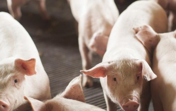 SC exporta 72,8 mil toneladas de carne suína e alcança patamar recorde