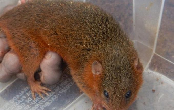 Mãe cuíca e seus filhotes são resgatados em obra da BR-163