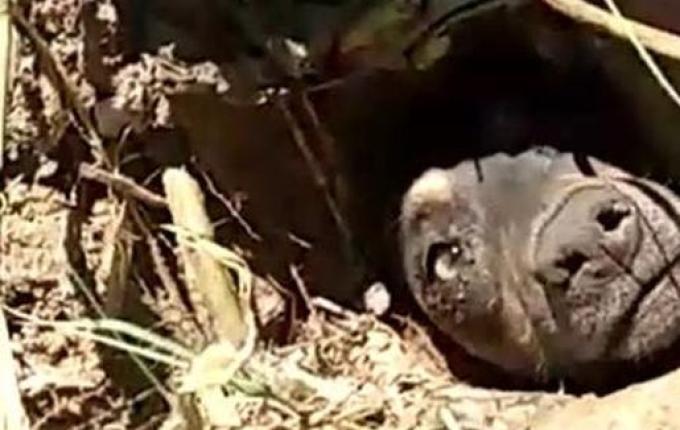 Cachorro enterrado vivo no Sul de SC é resgatado e irá para adoção