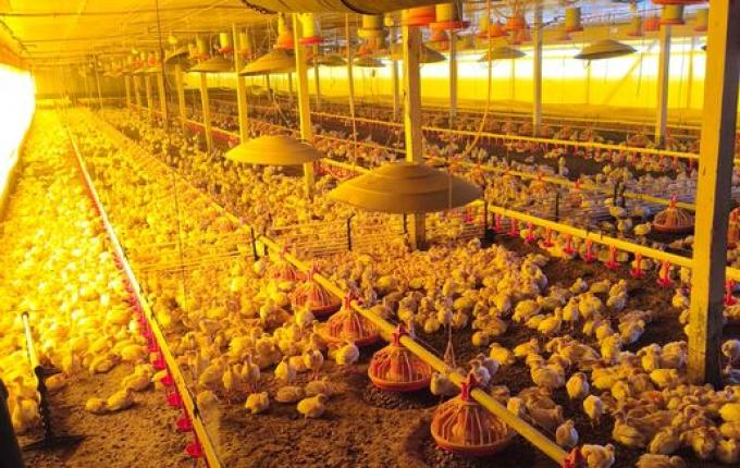 Incêndio atinge aviário que abrigava perus, em Palmitos