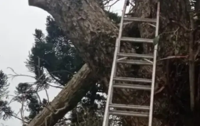 Homem morre em queda de árvore no Norte de SC