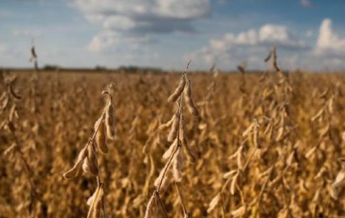 Área plantada com soja pode cair até 14% no Extremo Oeste, aponta Epagri