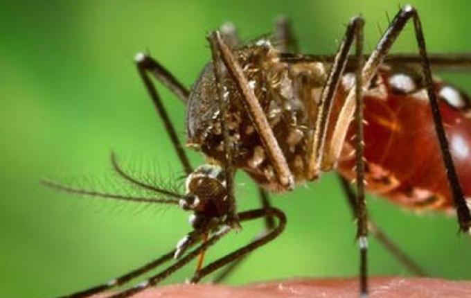 Primeiro caso de Dengue é confirmado em São José do Cedro