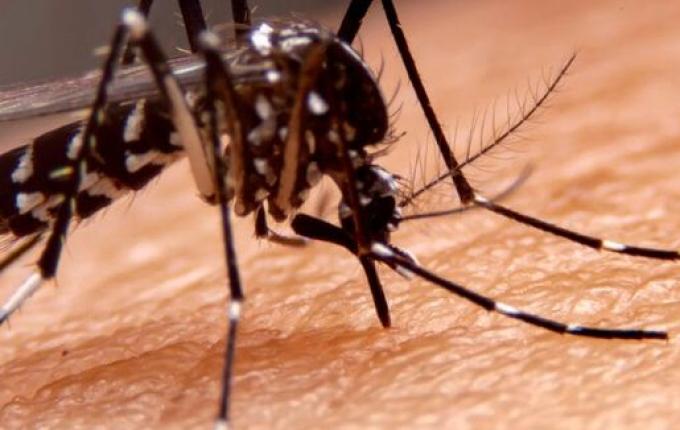 Brasil chega a 21 mortes por dengue em 2025, aponta Ministério da Saúde