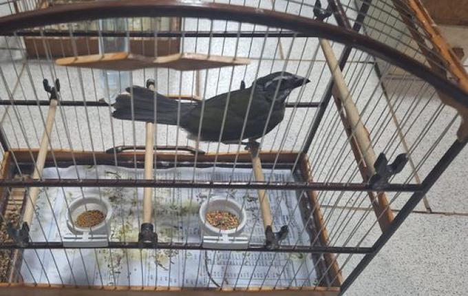 Condutor é flagrado transportando 10 gaiolas com pássaros silvestres