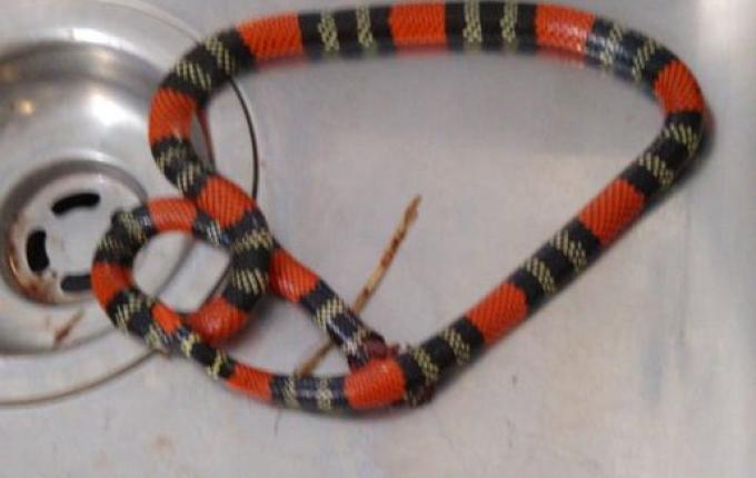 Empresário de Descanso é picado por cobra Coral