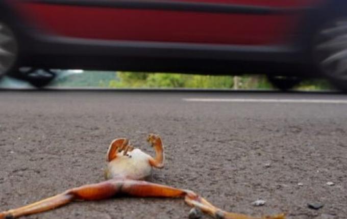 Pesquisa monitora pererecas que são atropeladas ao atravessar rodovia no RS