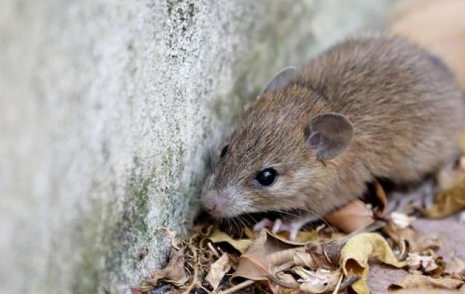 Oitava morte por leptospirose é confirmada no RS