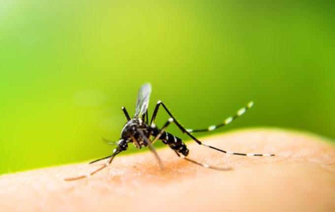 Confirmados três casos de Dengue em São Miguel do Oeste