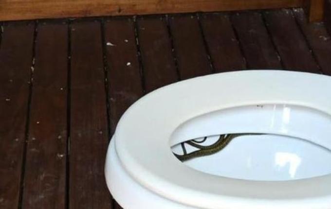 Morador vai ao banheiro e se depara com cobra no vaso em SC